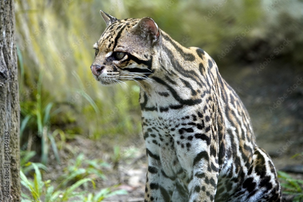 Obraz premium Margay (Leopardus wiedii) in the Amazon rainforest, Brazil