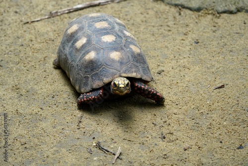 Fototapeta Naklejka Na Ścianę i Meble -  Tortoise (Chelonoidis denticulata) is one of two species of tortoise or tortoise. Testudinidae family. Manaus – Amazon, Brazil.