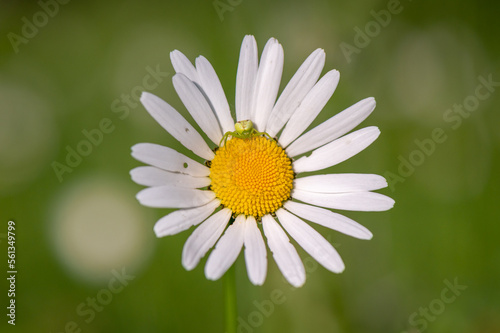 directly observing goldenrod crab spider or flower (crab) spider sitting on a daisy in the middle of a meadow with a blurred green background in the Czech Republic
