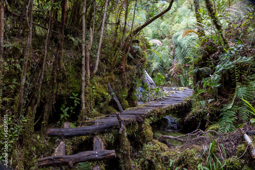 Hiking the Sendero Cascadas Escondidas in the Parque Nacional Pumalín Douglas Tompkins in Patagonia, Chile 