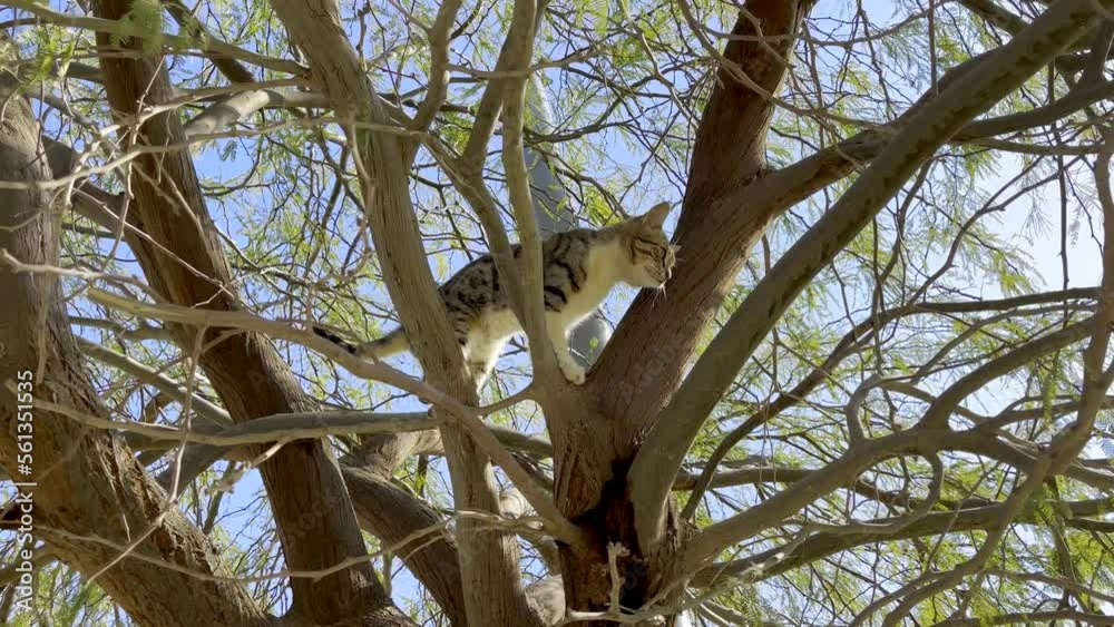 The cat slowly walks along the branches of a tree The cat slowly walks along the branches of a tree