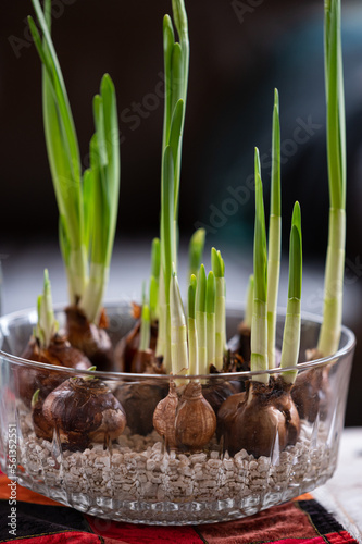 Forcing paperwhite narcissus bulb flowers in water and rocks to create a spring feeling in mid winter photo