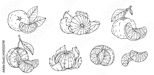 Line sketch of mandarin citrus fruit.Vector graphic.