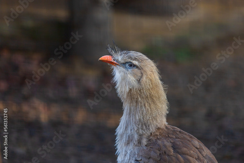 Portrait of the head of a beautiful bird Seriema red-billed