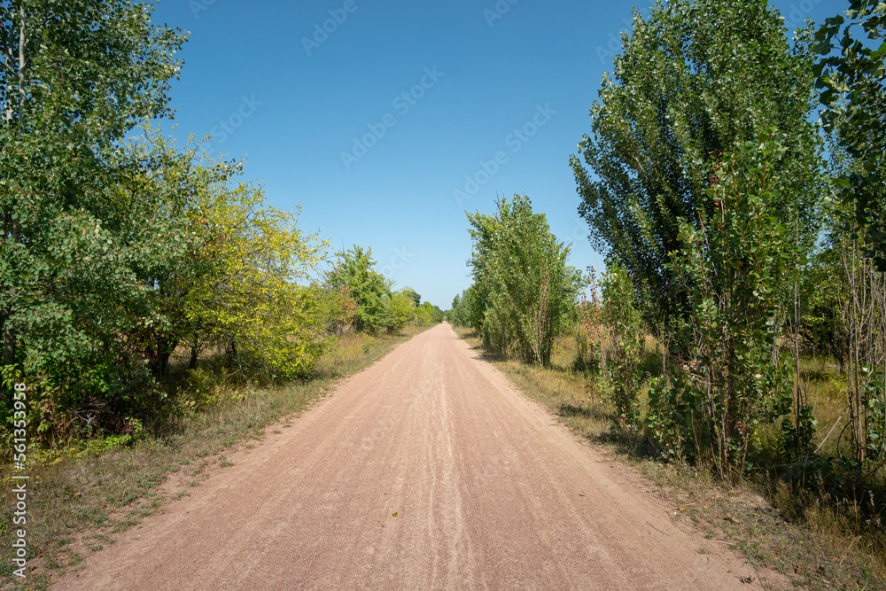 A dirt road in Eastern Europe in an abandoned area overgrown with trees and poplars on a cloudless summer sunny day. Landscape.
