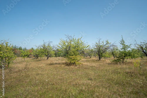 An abandoned apple orchard on a cloudless summer sunny day. Landscape.
