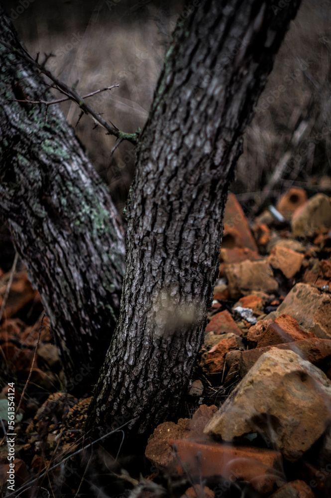 tree trunk with moss