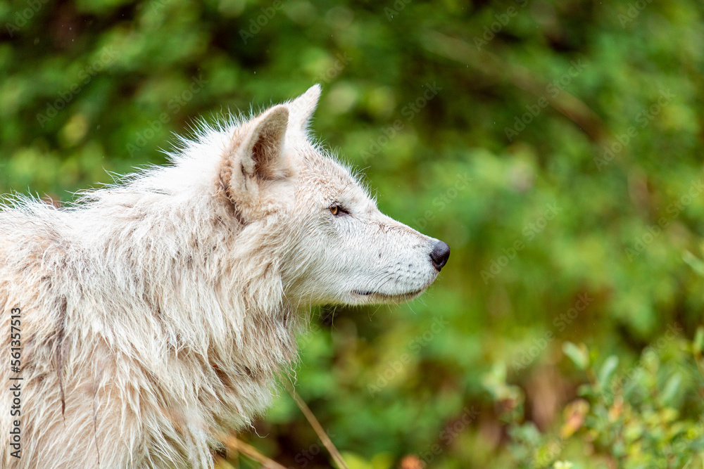 Cute canadian wolf in the wilderness, British Columbia Cute canadian wolf in the wilderness, British Columbia