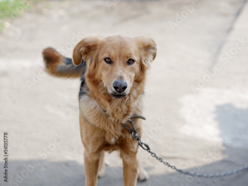 Black and ginger domestic dog in yard on chain
