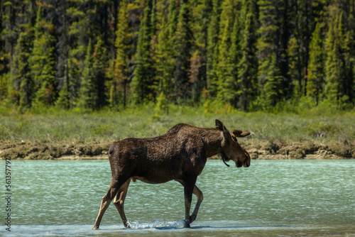 Canadian moose by lake in British Columbia