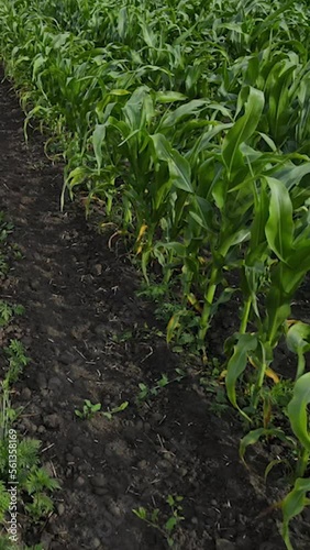 Vertical Screen: Close-up aerial top down drone flies over green wheat corn. Cereal land, agricultural industry. Harvest organic cultivate in field