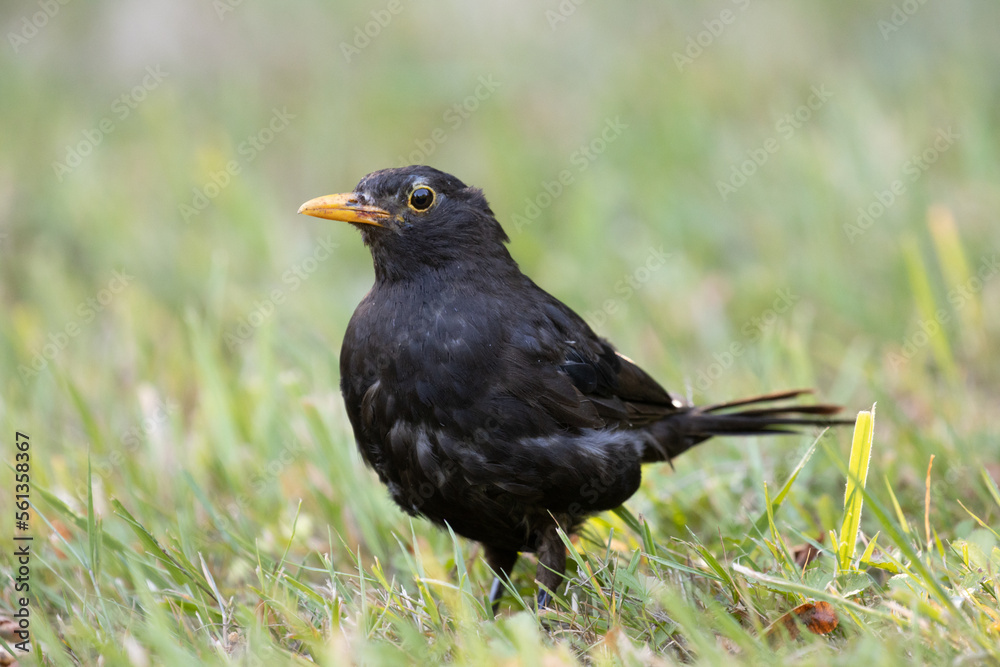 Obraz premium blackbird in the grass