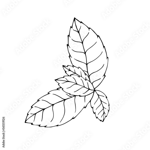 Mint leaves sketch linear.Vector graphics. 