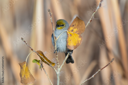 Verdin (Auriparus flaviceps photo