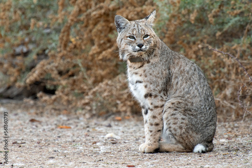 Bobcat (Lynx rufus) © Tonia