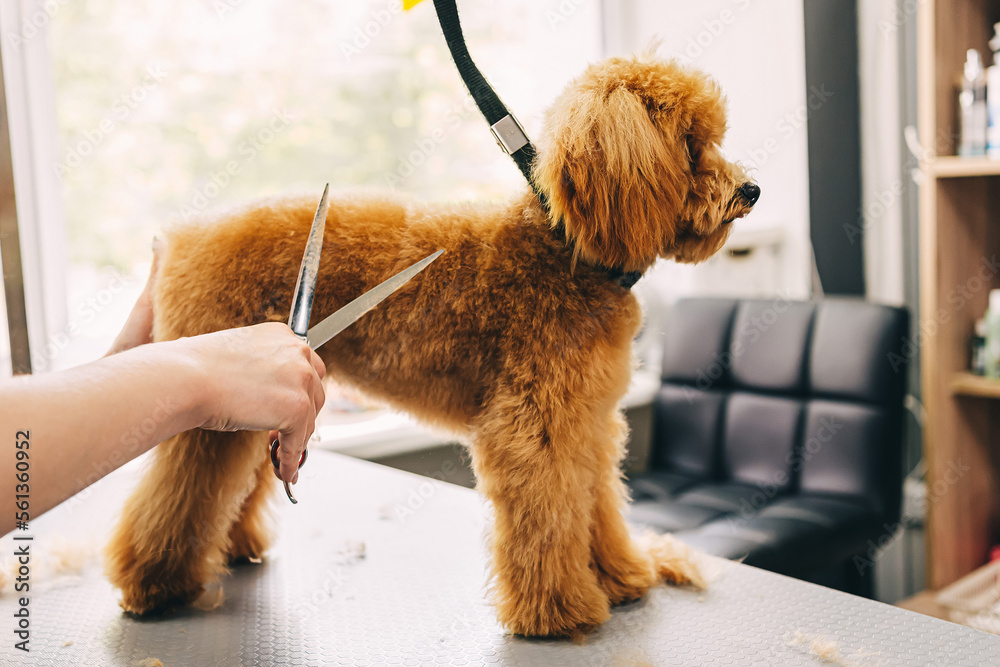 The master cuts the ginger dog with scissors. The master cuts the ginger dog with scissors.