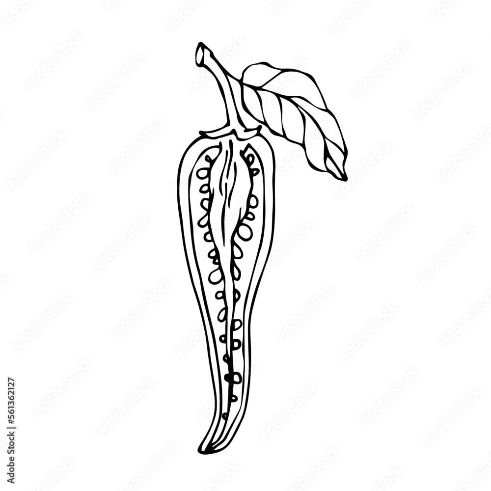Chili pepper linear sketch.Vector graphics. Chili pepper linear sketch.Vector graphics.