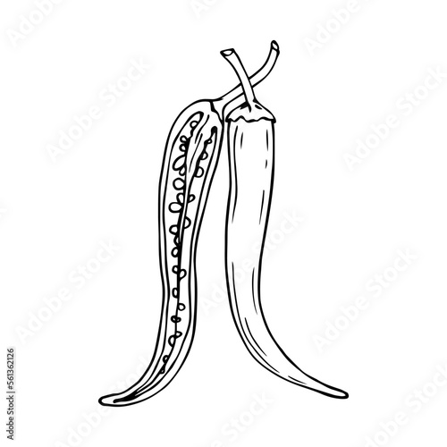 Chili pepper linear sketch.Vector graphics.