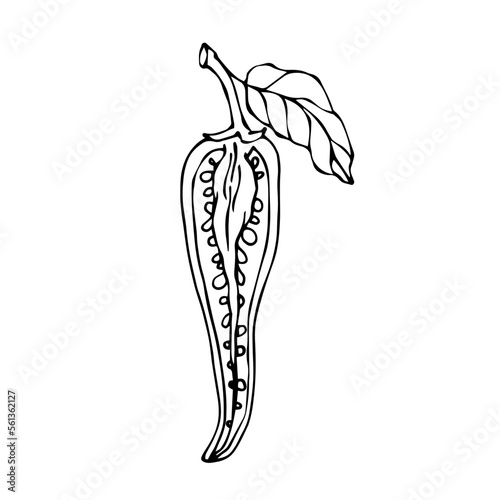 Chili pepper linear sketch.Vector graphics.