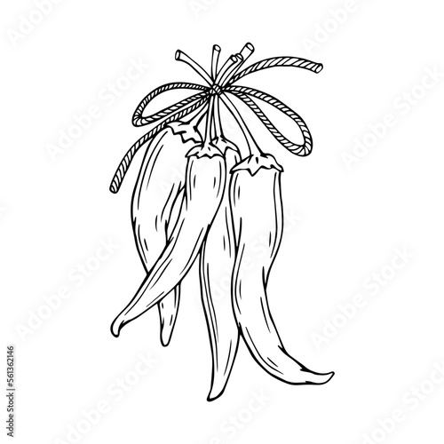 Chili pepper linear sketch.Vector graphics.