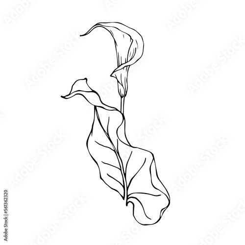 Linear sketch of calla flowers and leaves.vector graphic.