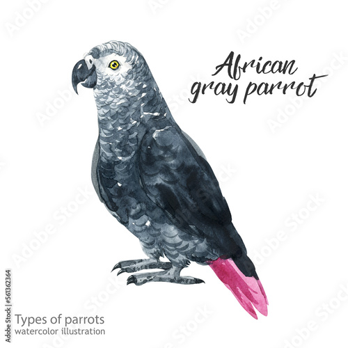 african gray parrot.  Watercolor cute animal.  Watercolor cute bird. Hand painting postcard isolated white background. birds