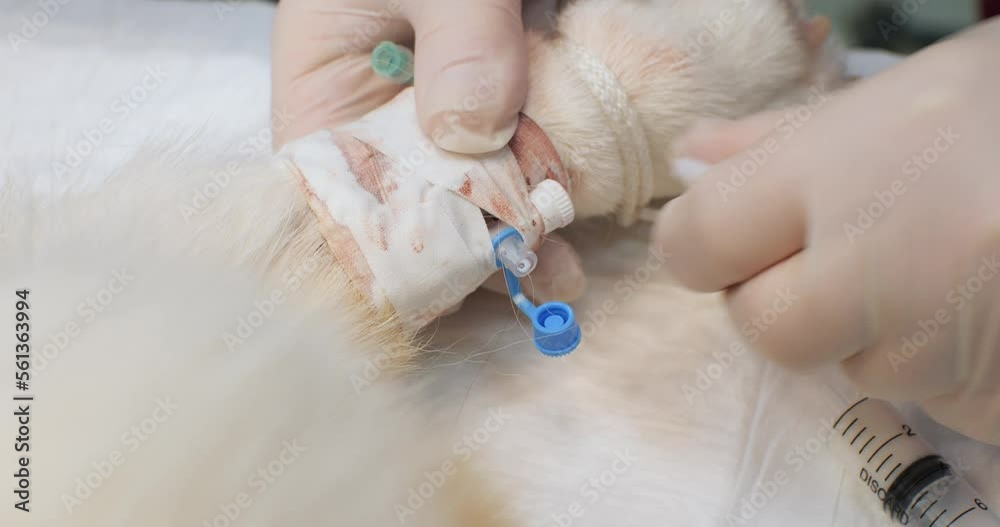 Close-up. Intravenous catheter on the dog's paw is injected with ...