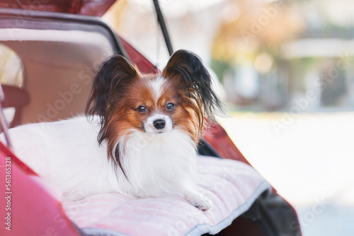 A cute little dog lies on the back shelf of a car in an open trunk and looks out into the street on a sunny day.