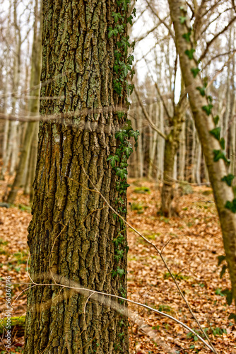 Fototapeta Naklejka Na Ścianę i Meble -  Las wiosenną zimą 