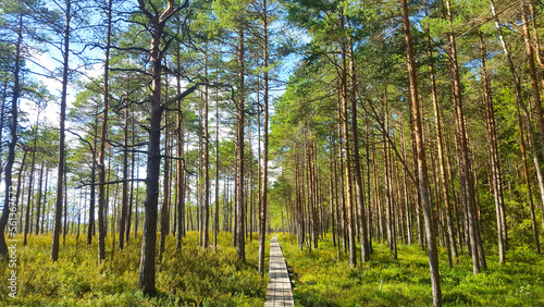 Fototapeta Naklejka Na Ścianę i Meble -  estonia landscape nature trail national park