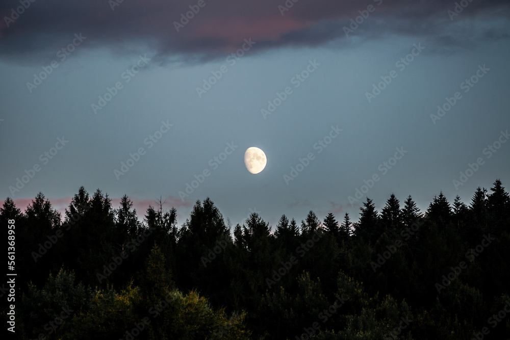 The Moon over the coniferous forest