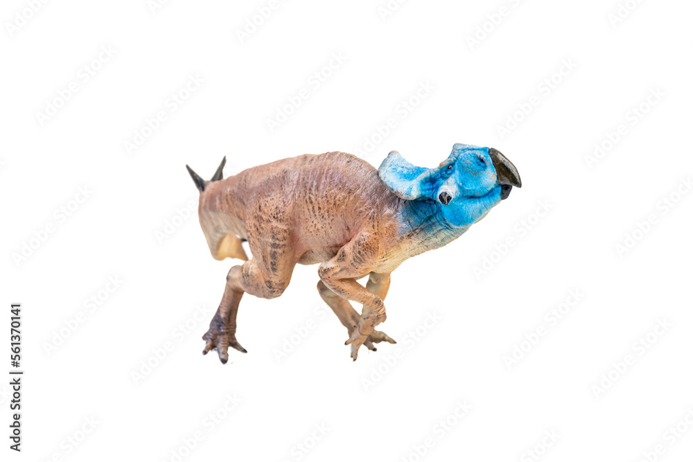 Obraz premium Protoceratops , dinosaur on isolated background