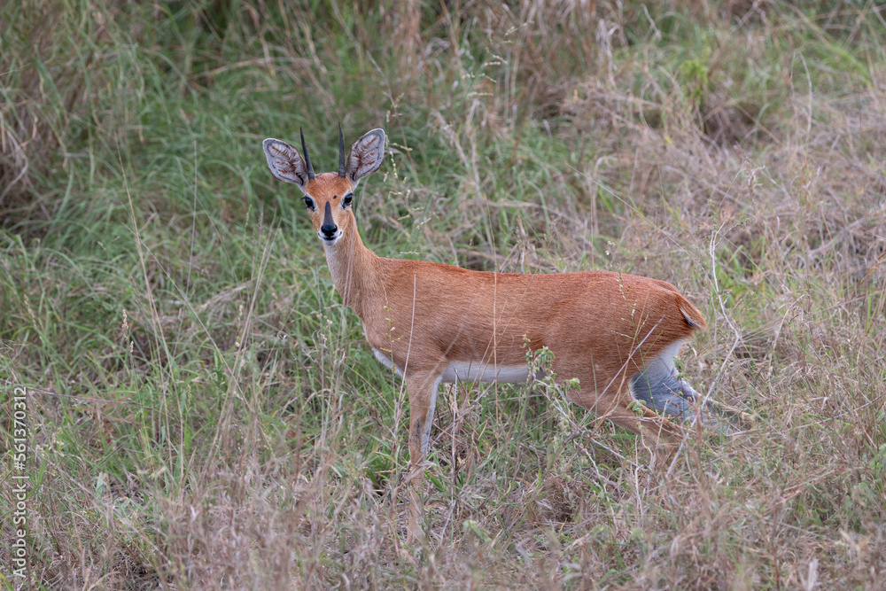 Impala antelope in the Kruger national park Impala antelope in the Kruger national park