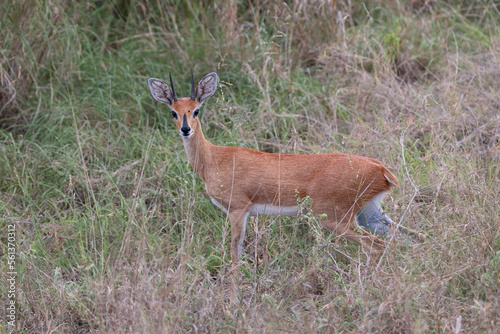 Impala antelope in the Kruger national park