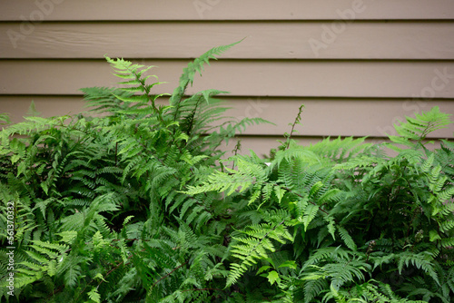 Ferns by the wall