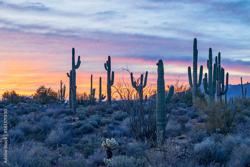 Desert Sunrise  Sonoran Desert Landscape In Arizona