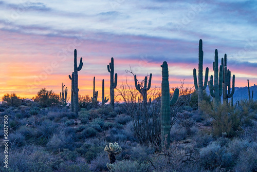 Desert Sunrise Sonoran Desert Landscape In Arizona © Ray Redstone