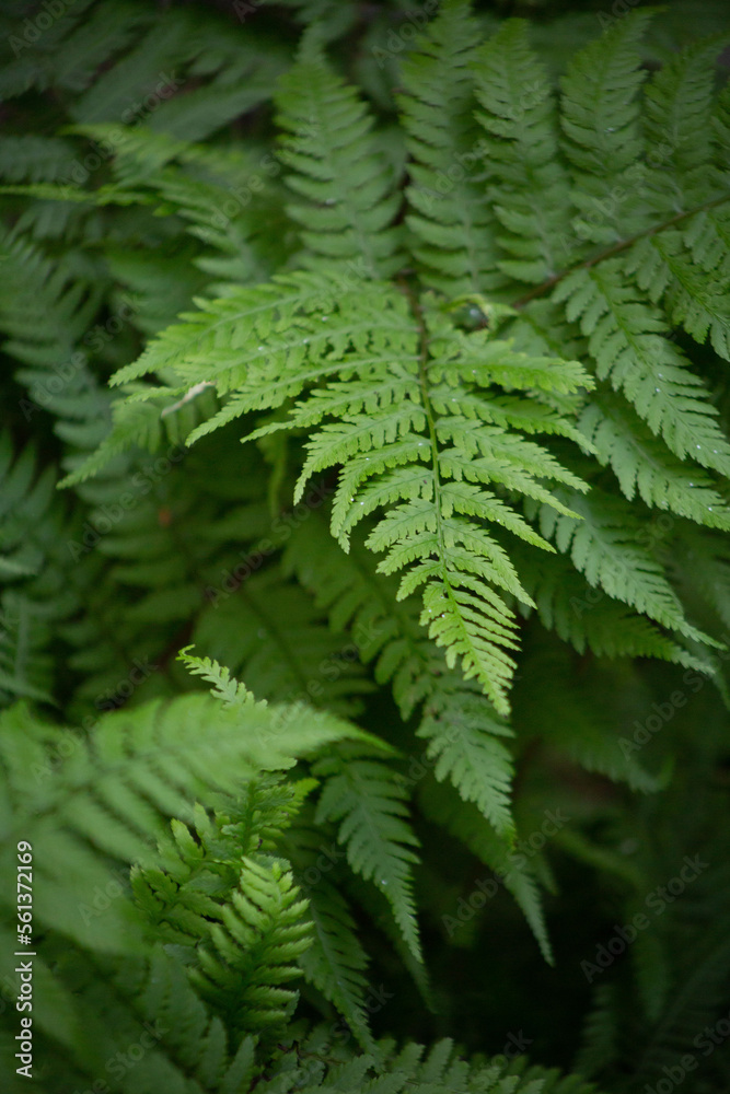 Fototapeta premium Green Leafy