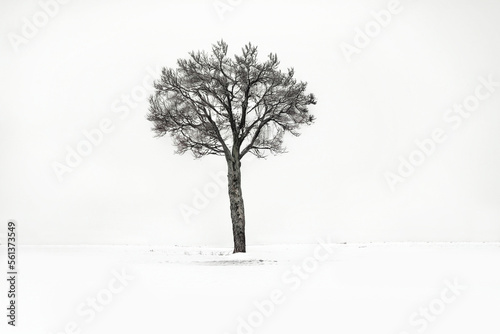 A Lonely Tree in the Winter Landscape (Generative AI)