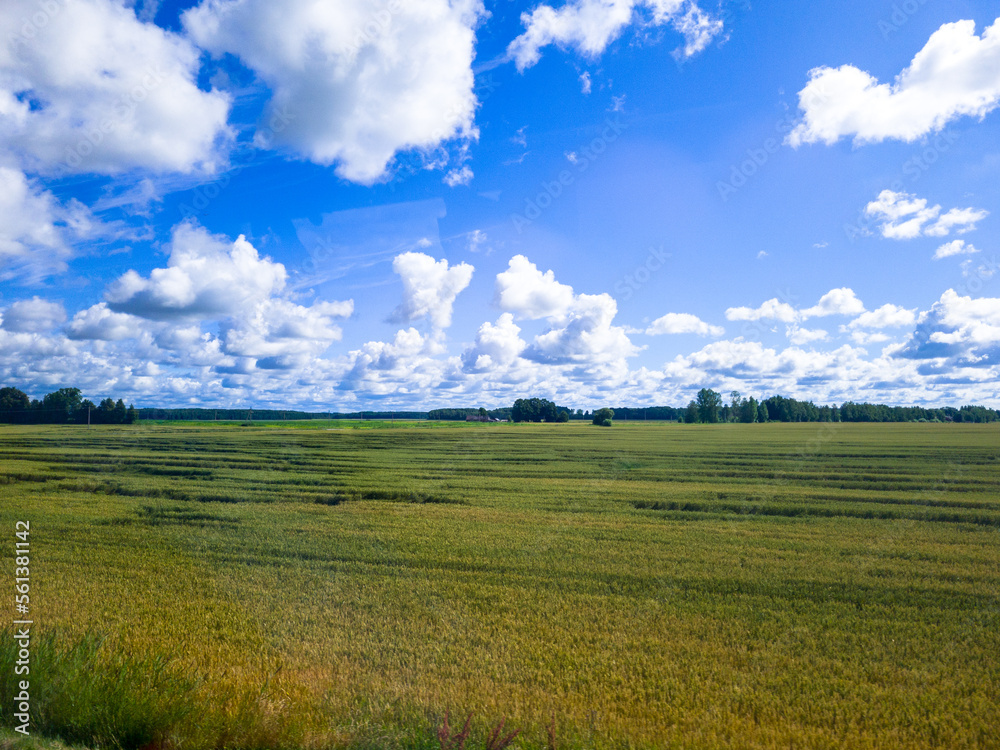 Blue sky with white clouds, yellow and green field. Summer. A good background for everything Blue sky with white clouds, yellow and green field. Summer. A good background for everything