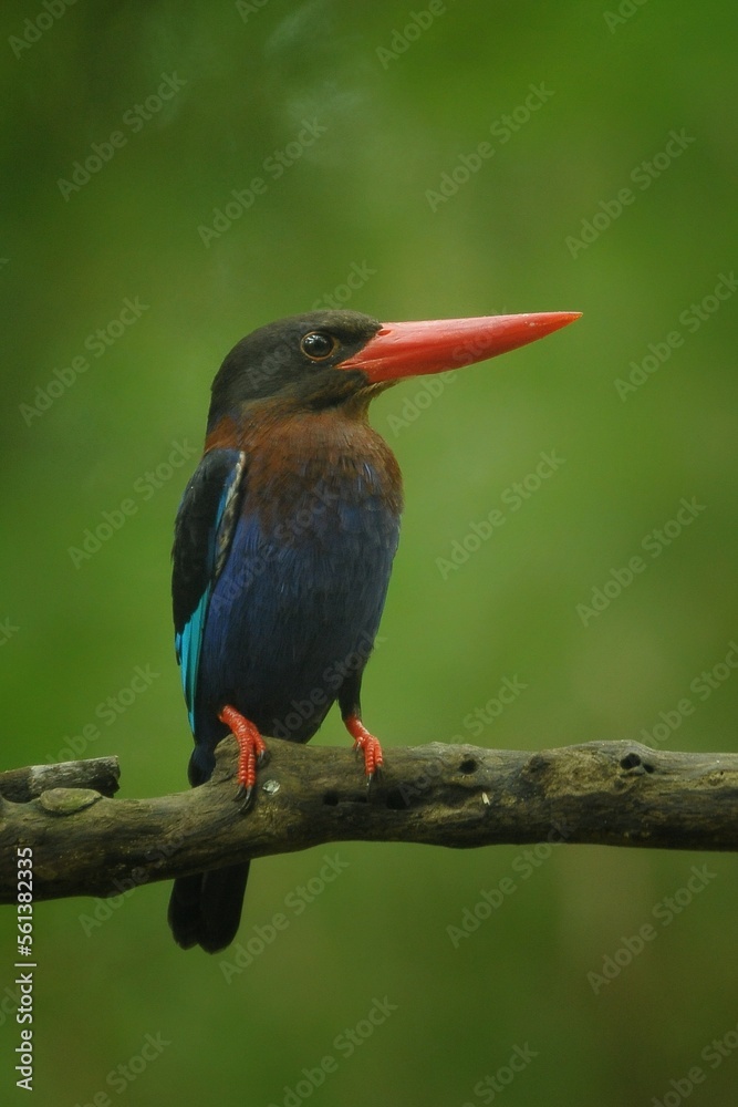 Fototapeta premium Javan kingfisher from east java indonesia