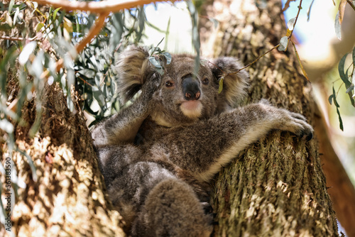 Photography Mother and baby koala sitting together in Australian eucalypt tree