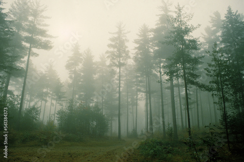 White Pines, Western Maine. photo