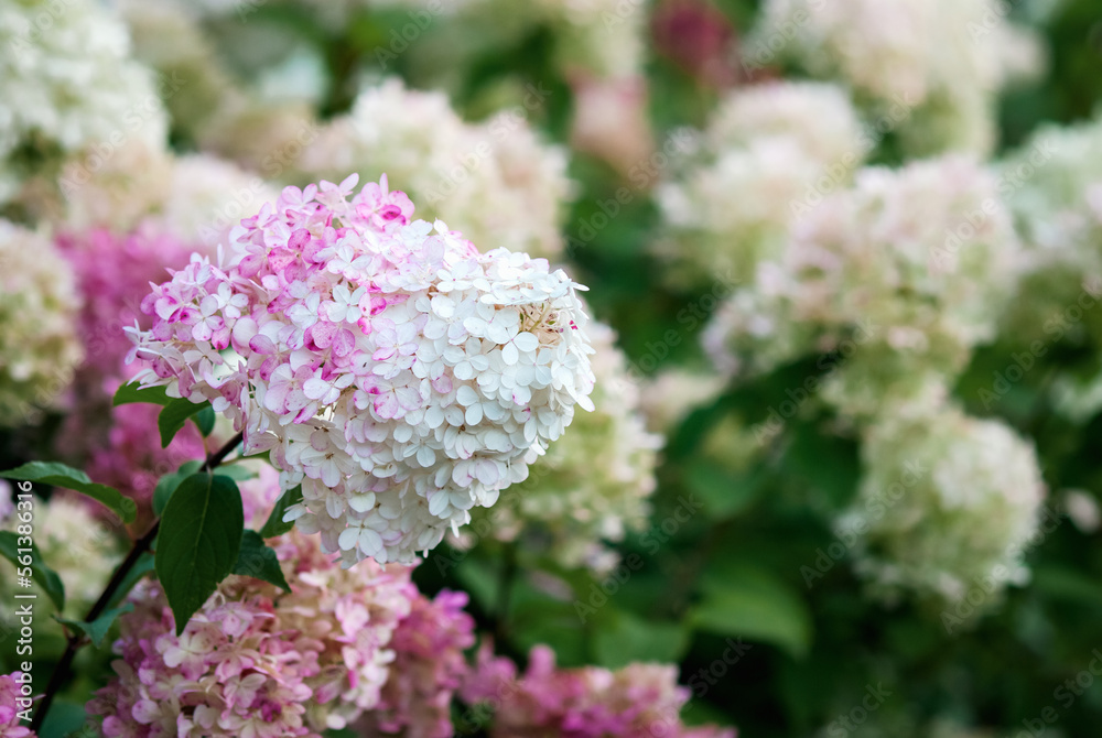 Hydrangea Vanille Fraise blooming with pink and white flowers in summer garden Hydrangea Vanille Fraise blooming with pink and white flowers in summer garden