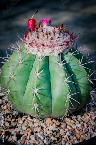 close up melocactus with cephalium on top photo