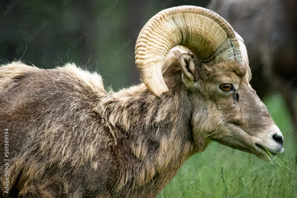 Obraz premium Bighorn sheep side profile