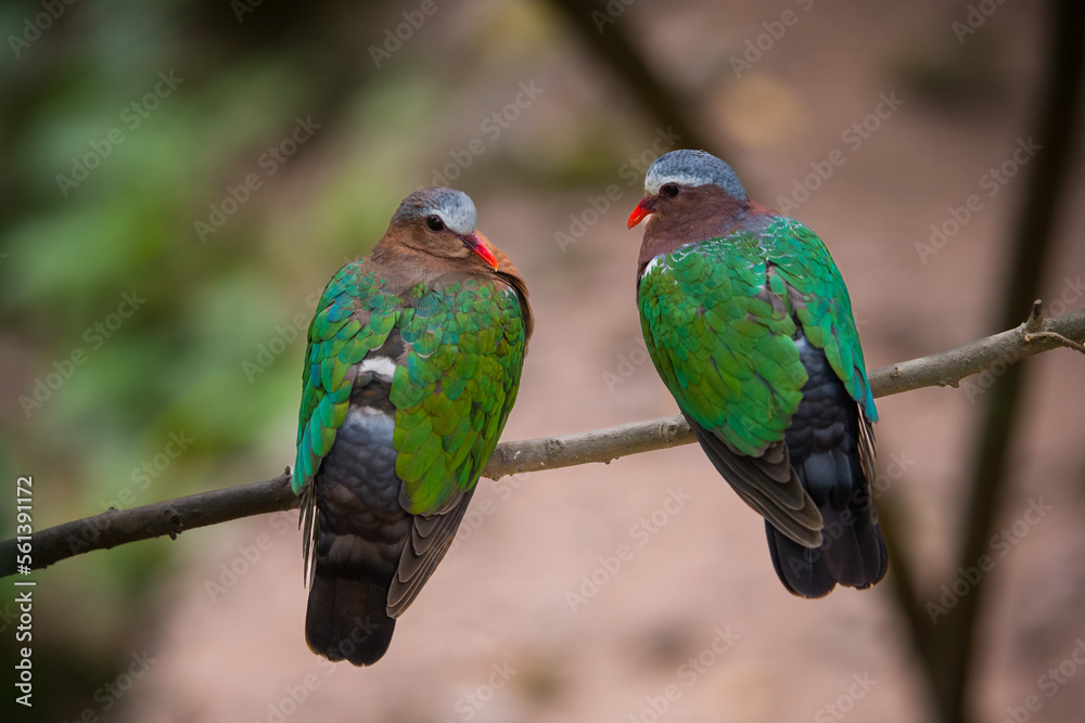 Fototapeta premium green winged blackbird