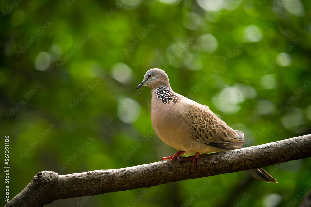 pigeon on a tree pigeon on a tree