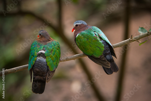 hummingbird on a branch