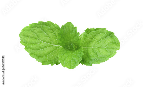 mint leaves on transparent png
